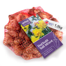 Mixed Daffodil Bulbs 1.5kg of Large Daffodils Plant Now in Gardens