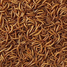 Maltbys Stores 4kg Wild Bird Dried Mealworms Food