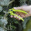 Spear & Jackson Spear Jackson CUTTINGSET3K Kew Gardens Collection Adjustable Width 6