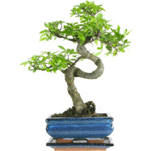 The Bonsai Plants - Real Live Chinese Elm Indoor Outdoor Tree S Trunk