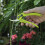 Spear & Jackson Spear Jackson CUTTINGSET3K Kew Gardens Collection Adjustable Width 5
