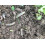 Nemasys leatherjacket killer (100sqm pack) 3