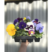 20 Pack Pansies Plants Yorkshire Grown Bedding Plant Out Now