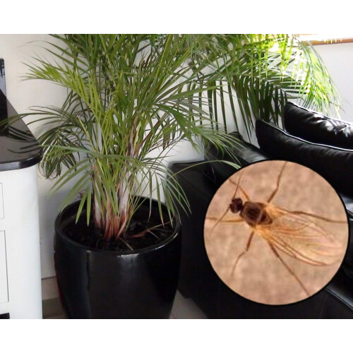 Sciarid Fly Killer Nematodes 15 Sqm 2
