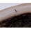 Sciarid Fly Killer Nematodes 15 Sqm 2