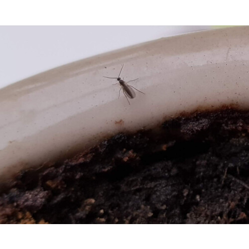 Sciarid Fly Killer Nematodes 15 Sqm 1