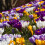 Carbeth Plants - Crocus 100 Spring Bulb Collection Mixed Early 1
