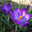 Carbeth Plants - Crocus 100 Spring Bulb Collection Mixed Early 4