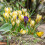 Carbeth Plants - Crocus 100 Spring Bulb Collection Mixed Early 8