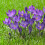 Carbeth Plants - Crocus 100 Spring Bulb Collection Mixed Early 6