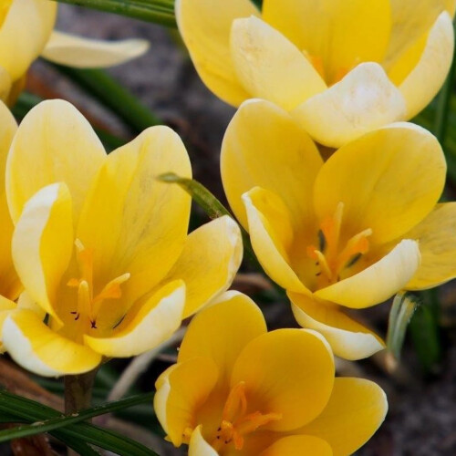 Carbeth Plants - Crocus 100 Spring Bulb Collection Mixed Early 2