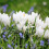 Carbeth Plants - Crocus 100 Spring Bulb Collection Mixed Early 7