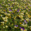 Carbeth Plants - Crocus 100 Spring Bulb Collection Mixed Early 5