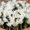 Carbeth Plants - Crocus 100 Spring Bulb Collection Mixed Early 2