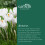Carbeth Plants - Crocus 100 Spring Bulb Collection Mixed Early 9