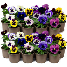9 X Jumbo Flowering Pansies - Grow Your Own Winter Bedding Garden