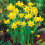 100 X Miniature Daffodils - Tete a Spring Flowering Dwarf Daffodil 1
