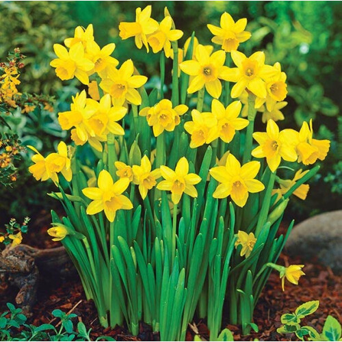 100 X Miniature Daffodils - Tete a Spring Flowering Dwarf Daffodil