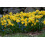 100 X Miniature Daffodils - Tete a Spring Flowering Dwarf Daffodil 2