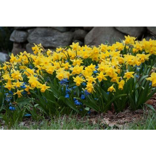 100 X Miniature Daffodils - Tete a Spring Flowering Dwarf Daffodil 1
