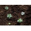 Cacti Succulent Potting Compost Mix 35L Bag - Professional Formula 6