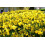 100 X Miniature Daffodils - Tete a Spring Flowering Dwarf Daffodil 3
