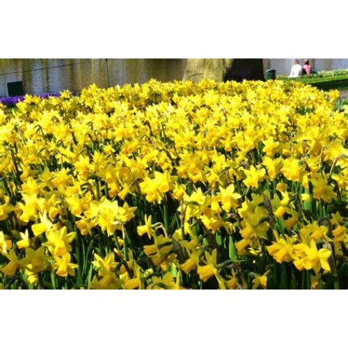 100 X Miniature Daffodils - Tete a Spring Flowering Dwarf Daffodil 2
