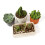 Cacti Succulent Potting Compost Mix 35L Bag - Professional Formula 7