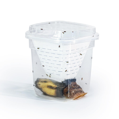 Plai 4 Pack Fruit Fly Trap Effective No Baited Indoor Catcher Reusable 2