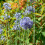 Carbeth Plants - Allium 100 Spring Bulb Collection Mixed Summer 6