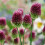 Carbeth Plants - Allium 100 Spring Bulb Collection Mixed Summer 7