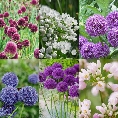 Carbeth Plants - Allium 100 Spring Bulb Collection Mixed Summer