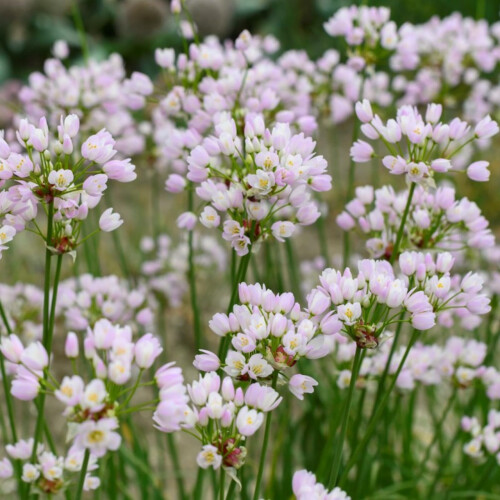 Carbeth Plants - Allium 100 Spring Bulb Collection Mixed Summer 2