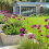 Carbeth Plants - Allium 100 Spring Bulb Collection Mixed Summer 4