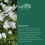 Carbeth Plants - Allium 100 Spring Bulb Collection Mixed Summer 8