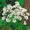 Carbeth Plants - Allium 100 Spring Bulb Collection Mixed Summer 5