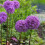 Carbeth Plants - Allium 100 Spring Bulb Collection Mixed Summer 2