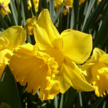 Hollybeck 50 King Alfred Trumpet Daffodil Bulbs Vivid Yellow Spring