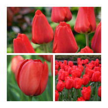 Darwin Hybrid Tulip Apeldoorn X 30 Flower Bulbs Size 10 11 One of the