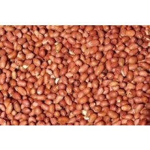 5kg Peanuts for Wild Birds the Uks Trusted Brand Since 1904