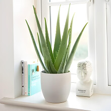 Carbeth Plants Aloe Vera Plant in 11cm Pot - Healing Succulent