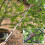 Tree Loppers Long Reach Telescopic 82-402cm Pruner with Extendable 6
