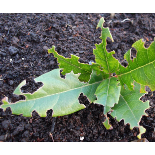 Nemasys Biological Vine Weevil Killer 12sqm 2