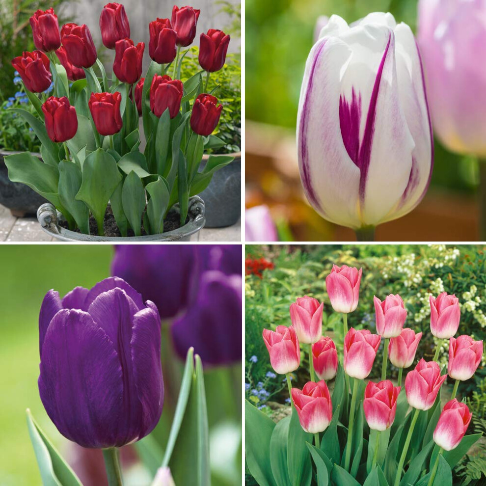 Thompson & Morgan Tulip Collection 4 Different Varieties Of Tulips Swathes Mixed Colours