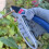 Spear & Jackson Spear Jackson 6358RS Razorsharp Ratchet Anvil Secateurs Silver 4