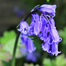 Cultivated English Bluebells X 100 Flower Bulbs Size 6 7 Traditional