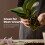 Professional Orchid Potting Mix Compost - 2L Fast Growth Strong Root 8
