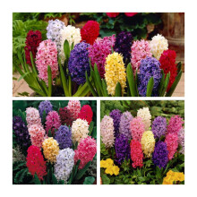 Hyacinth Mixed X 10 Flower Bulbs Size 15 16 Stunning Spring Flowers