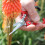 Darlac Ergo Gardening Snips Strong Lightweight Scissors Ideal for 3