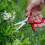 Darlac Ergo Gardening Snips Strong Lightweight Scissors Ideal for 4